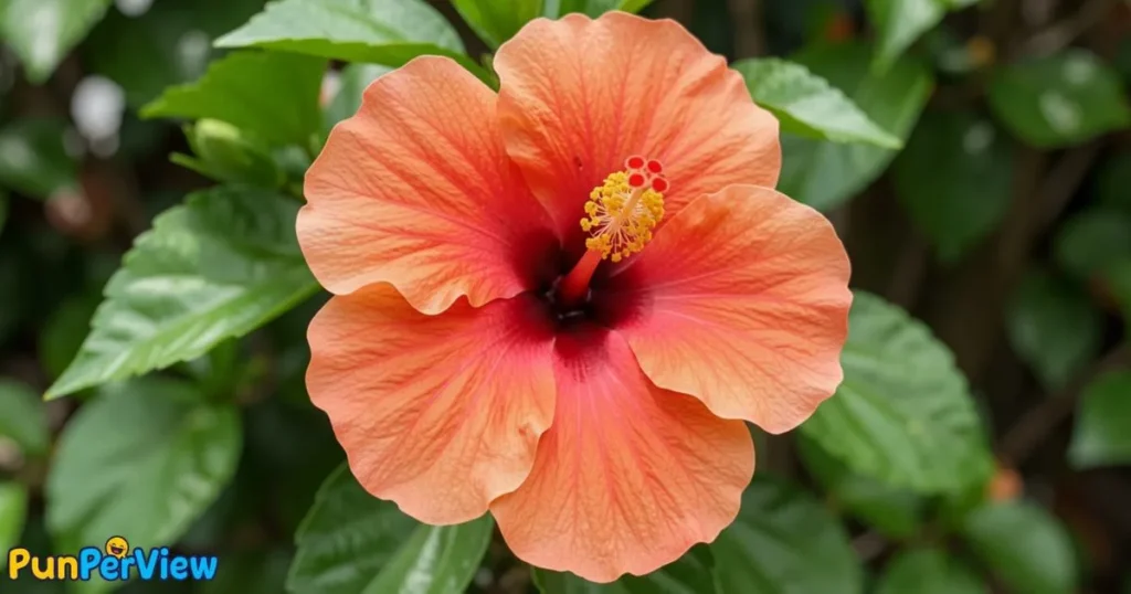 Best Hibiscus Puns